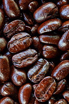 Roasted Marago Coffee, Rancho El Porvenir, Nuevo Paraso, Chiapas, southern Mexico, April