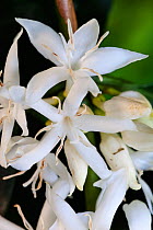 Coffee (Coffea arabica) flower, Rancho El Porvenir, Nuevo Paraiso, Chiapas, southern Mexico, April