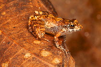 Robber Frog (Craugastor sp.), Finca Arroyo Negro, El Triunfo Biosphere Reserve, Chiapas, southern Mexico, April