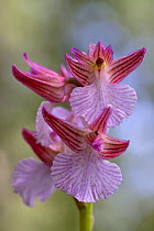 Butterfly orchid (Anacamptis papillionacea var. vexillifera), Monte Lauro, Sicily, April.