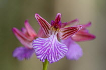 Butterfly orchid (Anacamptis papillionacea var. vexillifera), Monte Lauro, Sicily, April.