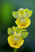 Yellow bee orchid (Ophrys lutea), Licodia Eubea, Sicily, April.