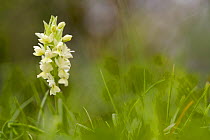 Orchid (Dactylorhiza markusii), Bosco della Ficuzza, Sicily, April.