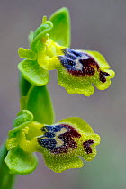 Orchid (Ophrys sicula), Rhodes Island, Greece, March.