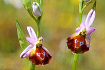 Orchid (Ophrys argolica) Chouni, Greece, April.