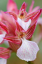 Butterfly orchid (Anacamptis papillionacea var. aegea), Agios Isidoros, Rhodes Island, Greece, March.