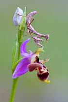 Mantis (Ameles sp.) nymph on Orchid (Ophrys polyxo), Laerma, Rhodes Island, Greece, March.