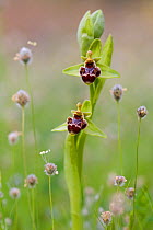 A natural hybrid between Bumblebee orchid (Ophrys bombyliflora) and (Ophrys rhodia) occasionally found where both species are present together, Laerma, Rhodes Island, Greece, March.