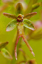 Orchid (Listera cordata) Vercors Regional Park, Col du Prayet Isere , France, June.