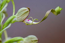 Orchid (Himantoglossum hircinum) Piegros-la-Clastre, Drome, France, June