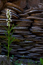 Narrow leaved hellebore (Cephalanthera longifolia) Grands Causses Regional Park, Aveyron, France, May.