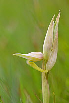 Orchid (Serapias vomeracea) Aramon, Gard , France, May.