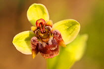 Bumblebee orchid (Ophrys bombyliflora), Laerma, Rhodes Island, Greece, March.