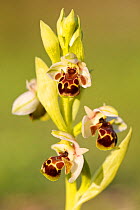 Orchid (Ophrys umbilicata) Laerma, Rhodes Island, Greece, March.