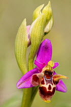 Horned orchid (Ophrys cornutula) Kattavia, Rhodes Island, Greece, March.
