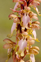 Giant orchid (Himantoglossum robertianum) Kattavia, Rhodes Island, Greece, March.