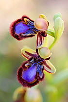 Mirror orchid (Ophrys speculum subsp. orientalis) Kolimbia, Rhodes Island, Greece, March.