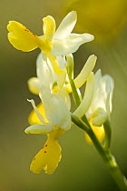 Sparse flowered orchid (Orchis pauciflora) , Spili, Crete, Greece, April.