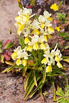 Orchid (Orchis pauciflora) Spili, Crete, Greece, April.