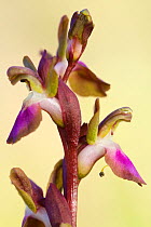 Orchid (Anacamptis collina), Prinias, Crete, Greece, April.