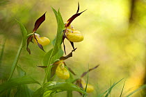 Lady&#39;s slipper orchid (Cypripedium calceolus) Vercors Regional Park, Col du Prayet, Isere , France, May.