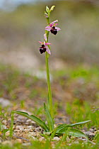 Orchid, (Ophrys elegans) Kyvides, Cyprus, March.