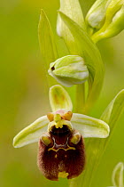 Orchid (Ophrys levantina) Kyvides, Cyprus, March.