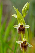 Orchid (Ophrys levantina) Kannavia, Cyprus, March.