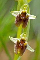 Orchid (Ophrys levantina) Kannavia, Cyprus, March.