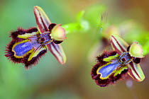 Mirror orchid (Ophrys speculum) , Sortino, Sicily, April.