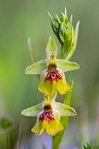 Natural hybrid between Yellow spider orchid (Ophrys lacaitae), and Orchid (Ophrys oxyrrhynchos), occasionally found where both species are present together, Sortino, Sicily, April.