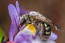 Smeathmans furrow bee (Lasioglossum smeathmanellum) harvesting Pennywort (Cymbalaria muralis) pollen. This flower employs the &#39;Stroke pollen placement&#39; method of pollen dispersal, painting vis...