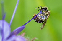 Smeathmans Furrow Bee (Lasioglossum smeathmanellum) harvesting Lacy Phacelia (Phacelia tanacetifolia), aka Blue Tansy, Purple Tansy, Monmouthshire, Wales, UK, native pollinator, May
