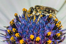 Smeathman&#39;s Furrow Bee (Lasioglossum smeathmanellum) collecting pollen and nectar from African Daisy (Osteospermum jucundum). Monmouthshire, Wales, UK, June