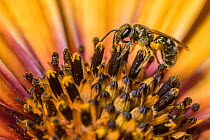 Smeathman&#39;s furrow bee (Lasioglossum smeathmanellum) collecting pollen and nectar from African daisy (Osteospermum jucundum). Monmouthshire, Wales, UK, June