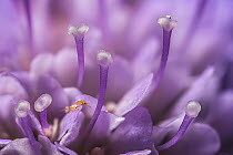 Small scabious (Scabiosa columbaria) with three tiny (1mm) Thrips (Order Thysanoptera) on a petal, Monmouthshire, Wales, UK