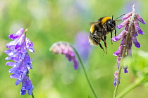 Forest cuckoo bumblebee (Bombus sylvestris), visiting Tufted vetch (Vicia cracca), in a wildflower meadow. Monmouthshire, Wales, UK.