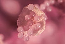 Hollyhock (Alcea rosea), pollen grains on anthers, aprox 12x magnification, Monmouthshire, Wales, UK.