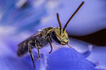Smeathman&#39;s furrow bee (Lasioglossum smeathmanellum) male bee on Chicory flower petals (Cichorium intybus), Monmouthshire, Wales, UK.