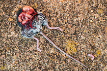 Domestic cat predation, decapitated mouse left on front step, Monmouthshire, Wales, UK.