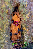 Fairy door with Christmas wreath in tree trunk, Wales, UK.