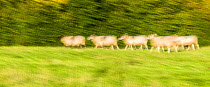 Welsh Badger-faced Mountain Sheep, long exposure, Monmouthshire, Wales, UK, July