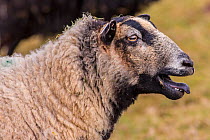 Black Welsh Badger-faced Mountain Sheep. Monmouthshire, Wales, UK, March