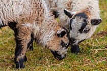 Black Welsh badger-faced mountain sheep, lambs, Monmouthshire, Wales, UK, March