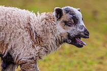 Black Welsh mountain sheep lamb calling. Wales UK, March