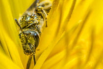 Smeathmans furrow bee (Lasioglossum smeathmanellum) visiting Dandelion (Taraxacum officinale) covered in pollen grains. Monmouthshire, Wales, UK, April.