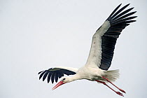 RF - Stork (Ciconia ciconia) in flight, near Biebrza National Park, Poland. April. (This image may be licensed either as rights managed or royalty free.)