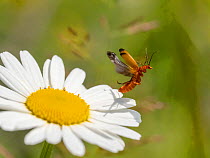 RF - Longhorn beetle (Leptura sp) taking off from Oxeye daisy (Leucanthemum vulgare) flower. Akershus, Viken, Norway. July. (This image may be licensed either as rights managed or royalty free.)