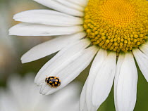 RF - 14-spotted ladybird (Propylea quatuordecimpunctata) on Oxeye daisy (Leucanthemum vulgare). Akershus, Viken, Norway. July. (This image may be licensed either as rights managed or royalty free.)