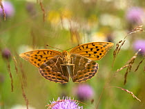 RF - Silver-washed fritillary butterfly (Argynnis paphia) in flight amongst wildflowers and grasses. Akershus,  Norway. July. (This image may be licensed either as rights managed or royalty free.)